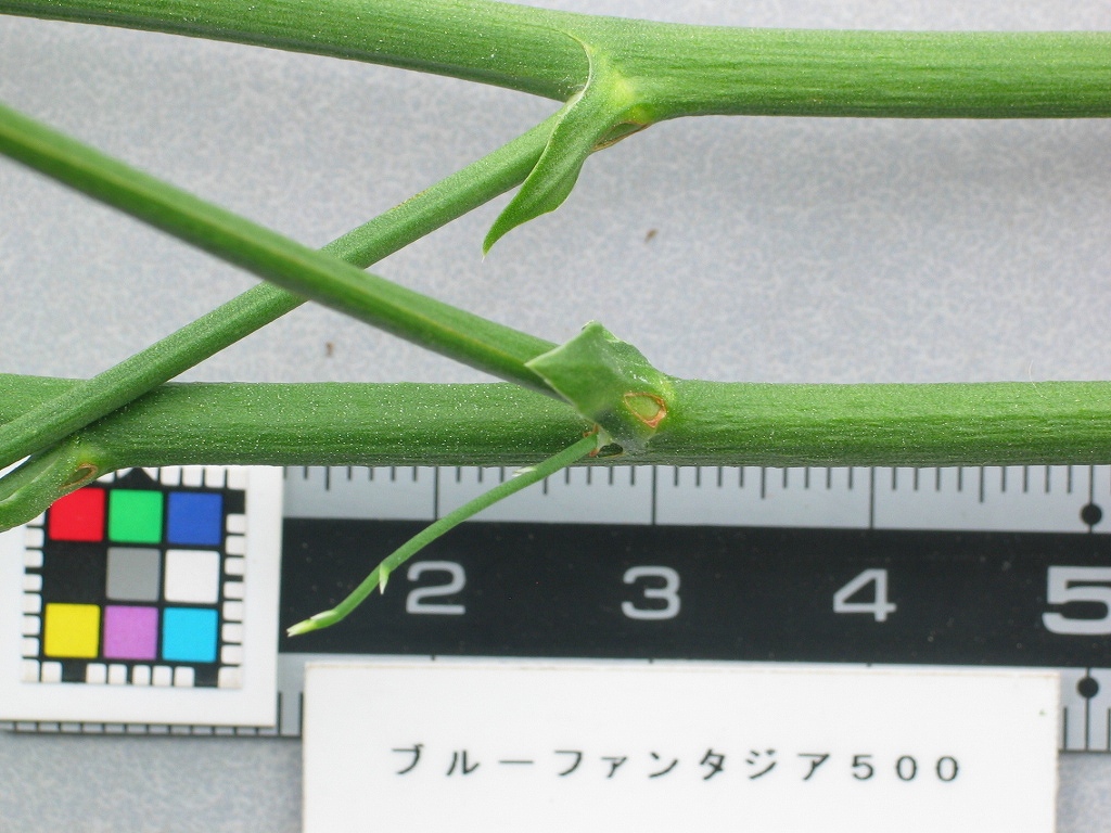 品種登録迅速化総合電子化システム