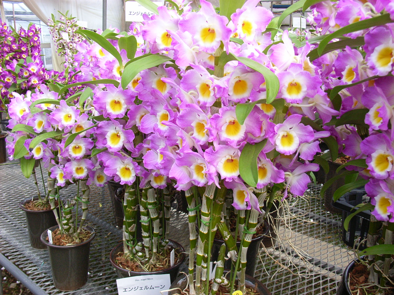 品種登録迅速化総合電子化システム