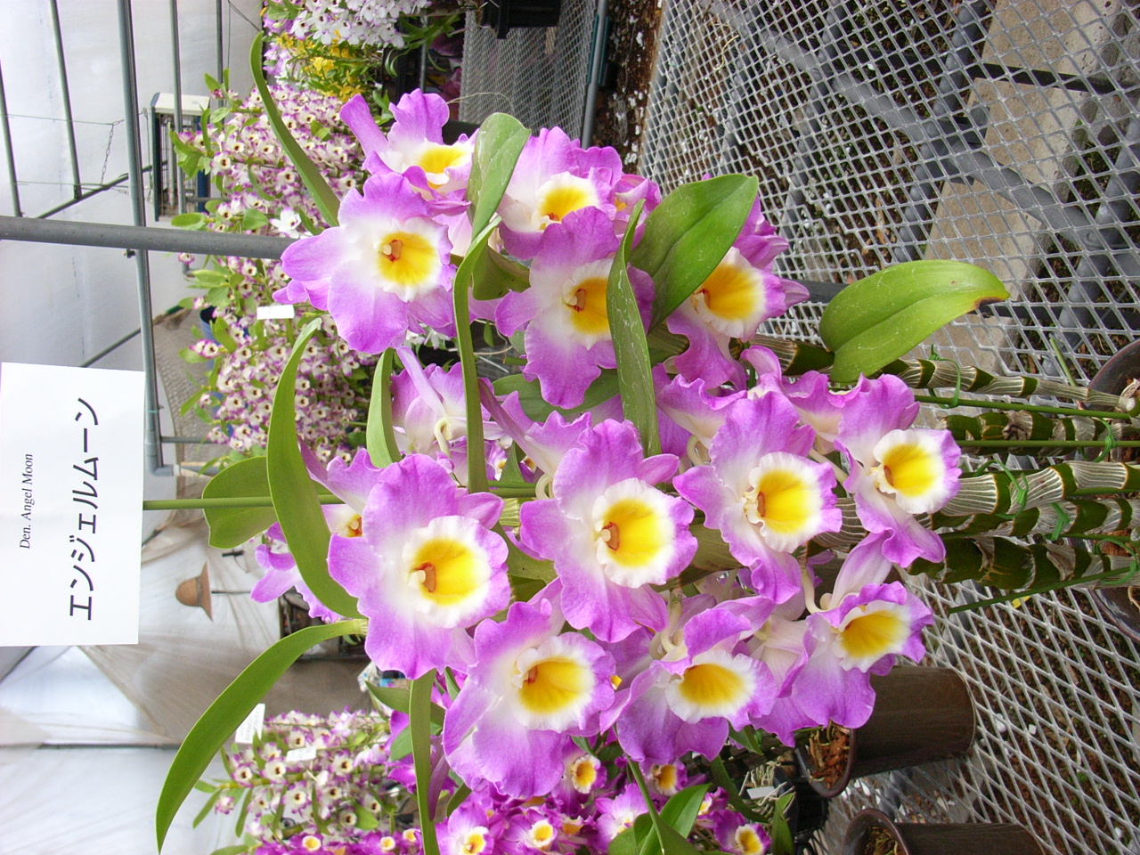 品種登録迅速化総合電子化システム