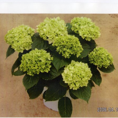 品種登録迅速化総合電子化システム