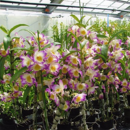 品種登録迅速化総合電子化システム