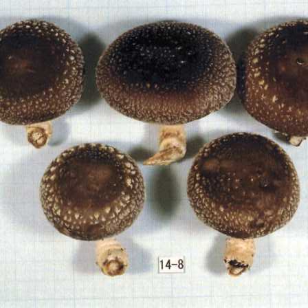 品種登録迅速化総合電子化システム