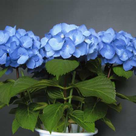 jeon様用アジサイ　ベビーブルーと6点(ローズ4点おまけ2点　) jeon様用アジサイ ベビーブルーと6点(ローズ4点おまけ2点 )