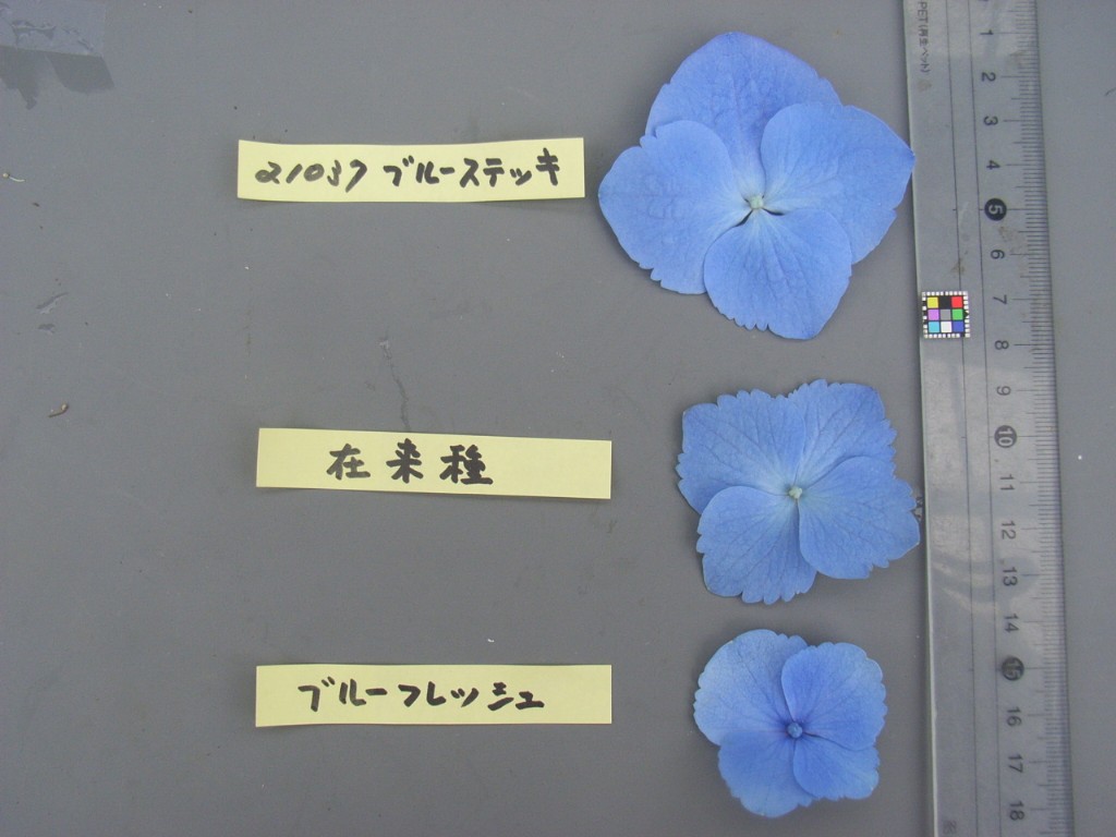jeon様用アジサイ　ベビーブルーと6点(ローズ4点おまけ2点　) jeon様用アジサイ ベビーブルーと6点(ローズ4点おまけ2点 )