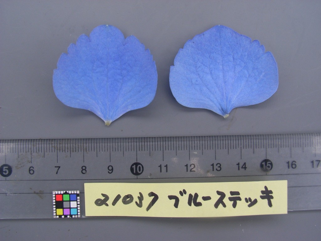 jeon様用アジサイ　ベビーブルーと6点(ローズ4点おまけ2点　) jeon様用アジサイ ベビーブルーと6点(ローズ4点おまけ2点 )