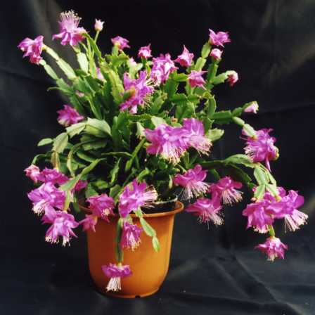 品種登録迅速化総合電子化システム