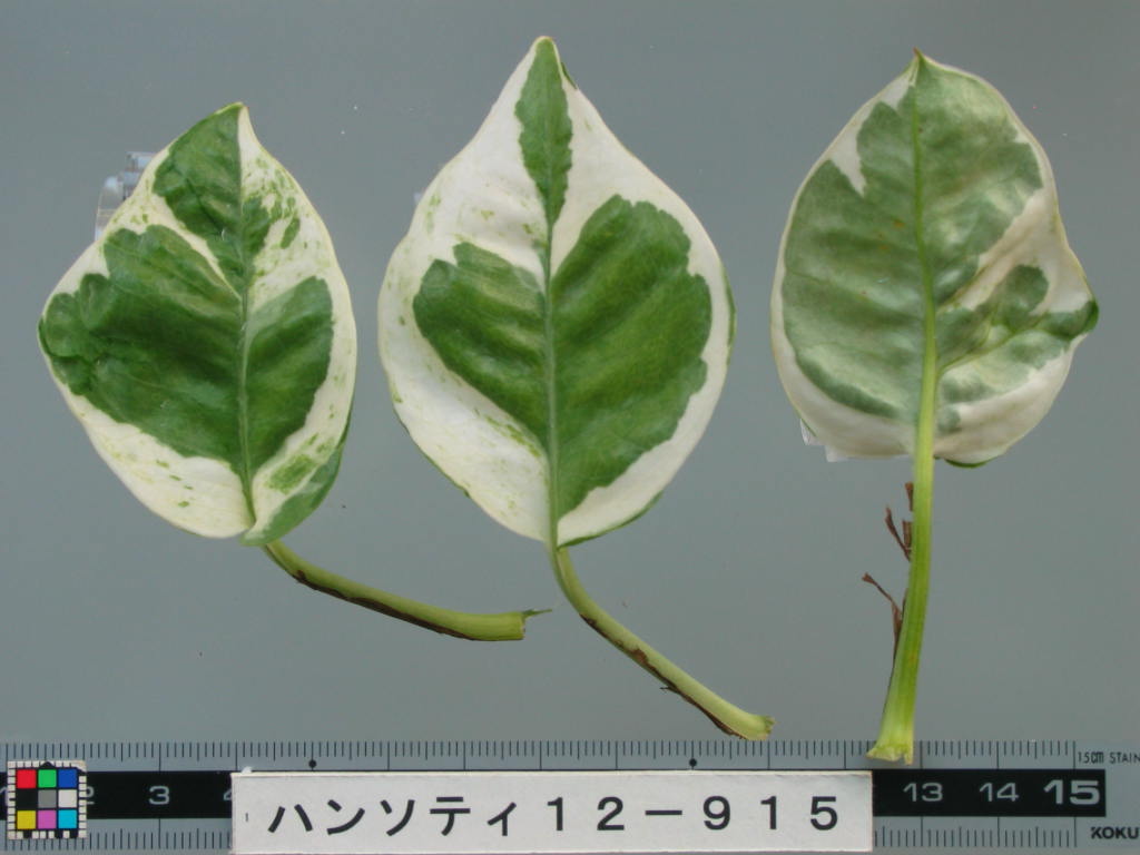 品種登録迅速化総合電子化システム