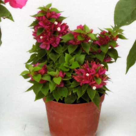 品種登録迅速化総合電子化システム