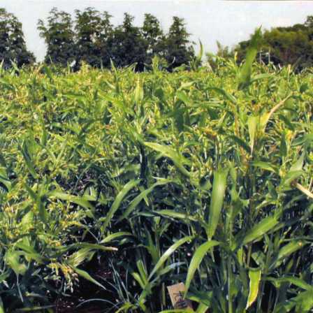 はとむぎページ 品種登録迅速化総合電子化システム