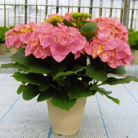 品種登録迅速化総合電子化システム