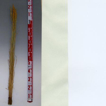 品種登録迅速化総合電子化システム