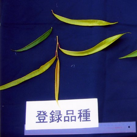 品種登録迅速化総合電子化システム