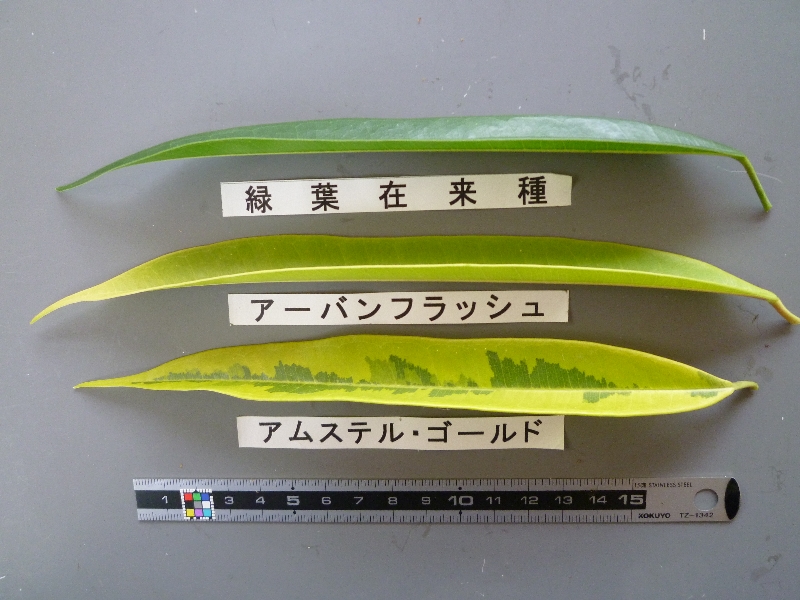 はなの葉 ページ 品種登録迅速化総合電子化システム