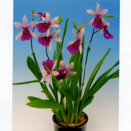 品種登録迅速化総合電子化システム