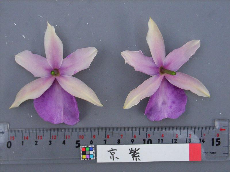 品種登録迅速化総合電子化システム