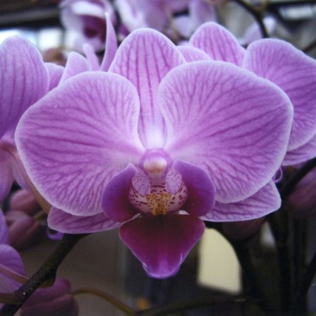 品種登録迅速化総合電子化システム