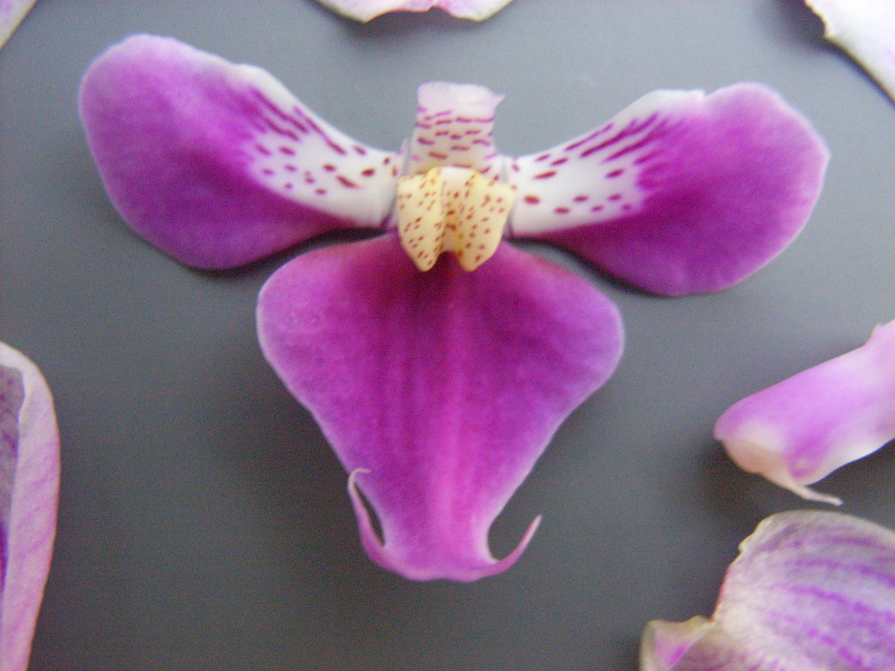 品種登録迅速化総合電子化システム