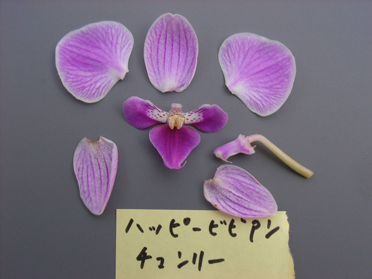 品種登録迅速化総合電子化システム