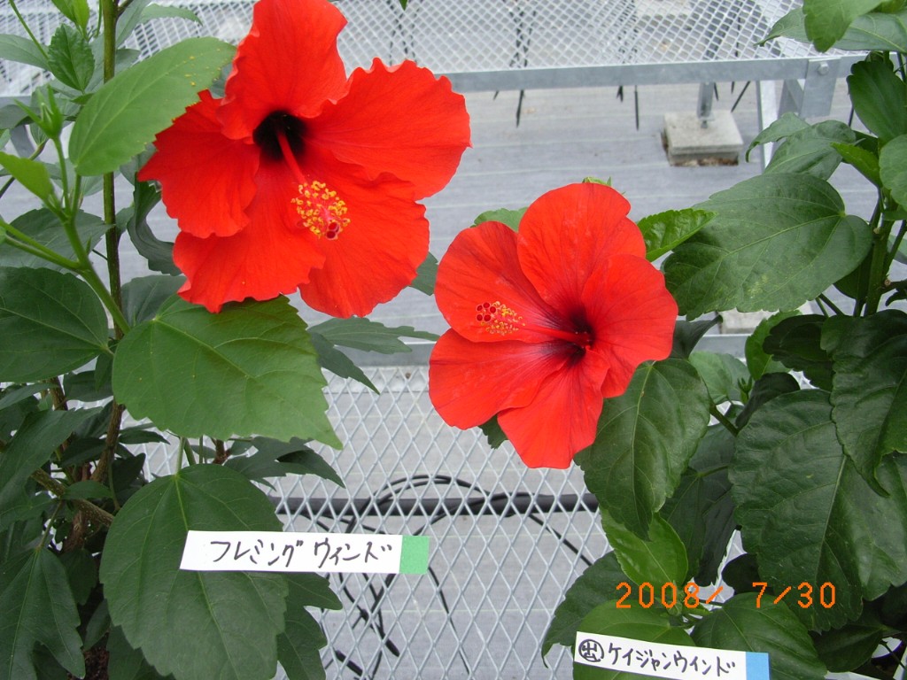 品種登録迅速化総合電子化システム