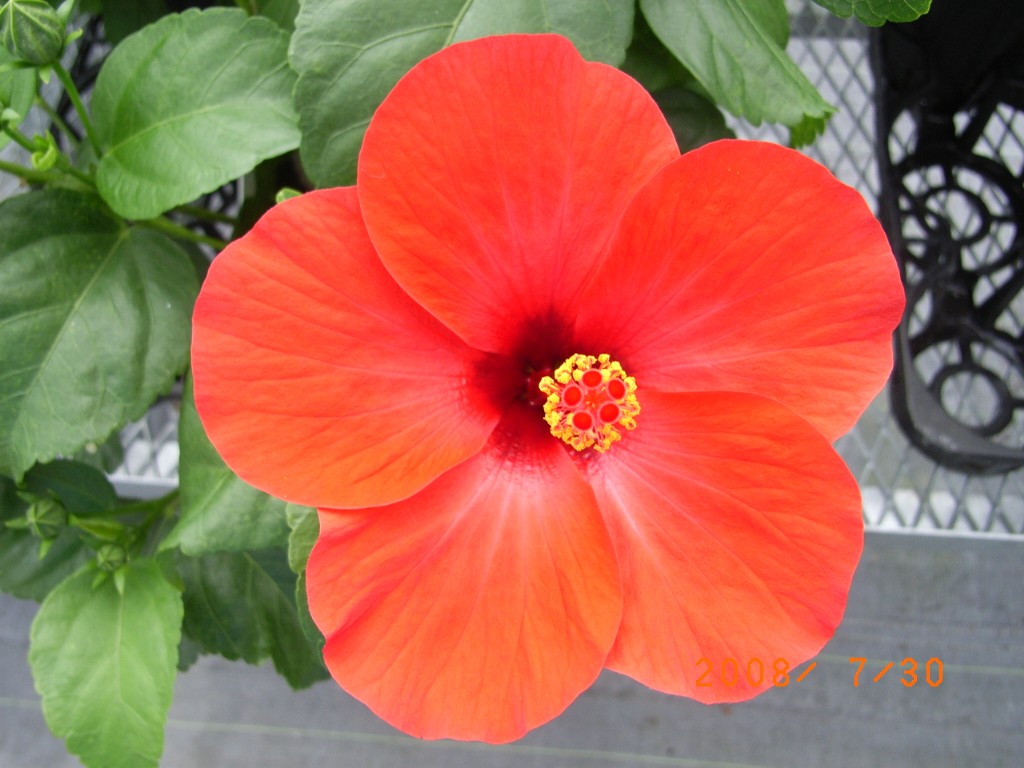 品種登録迅速化総合電子化システム