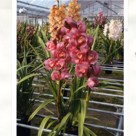 品種登録迅速化総合電子化システム