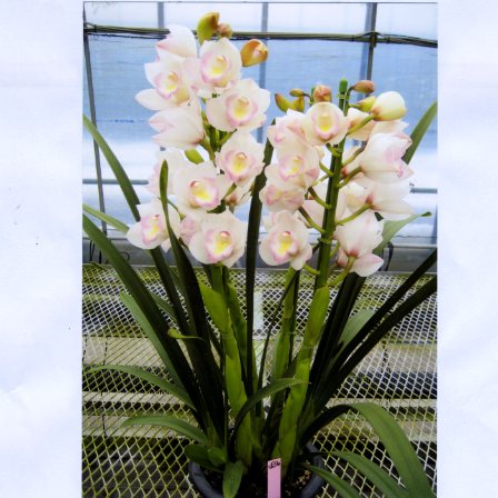 品種登録迅速化総合電子化システム