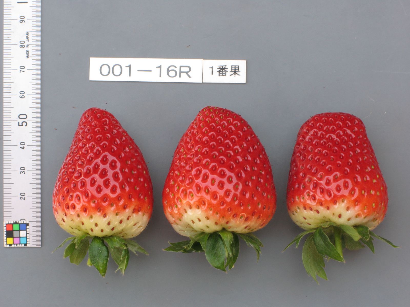 いちご＊*5点 いちご② いちごページ 椿 Buy ZX 8000