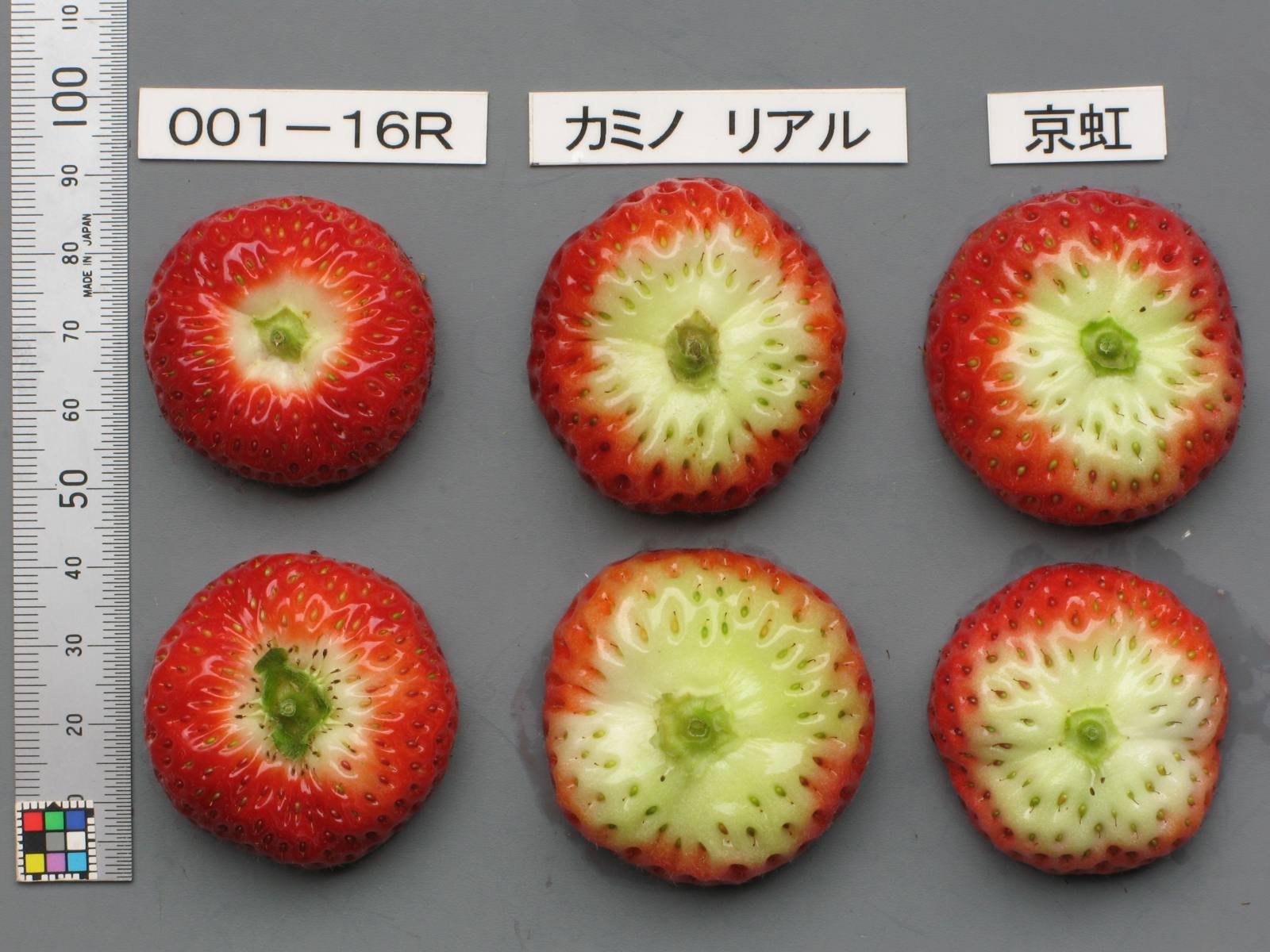 苺③白①キャロラインさん専用 品種登録迅速化総合電子化システム