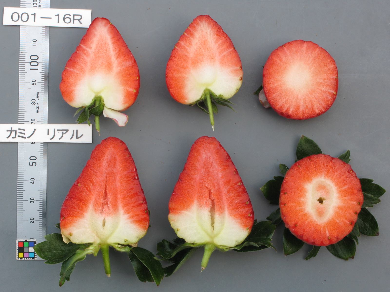 苺様確認専用ページ s-_1_e3e6b6a4-3a8e-4eaf-83df-