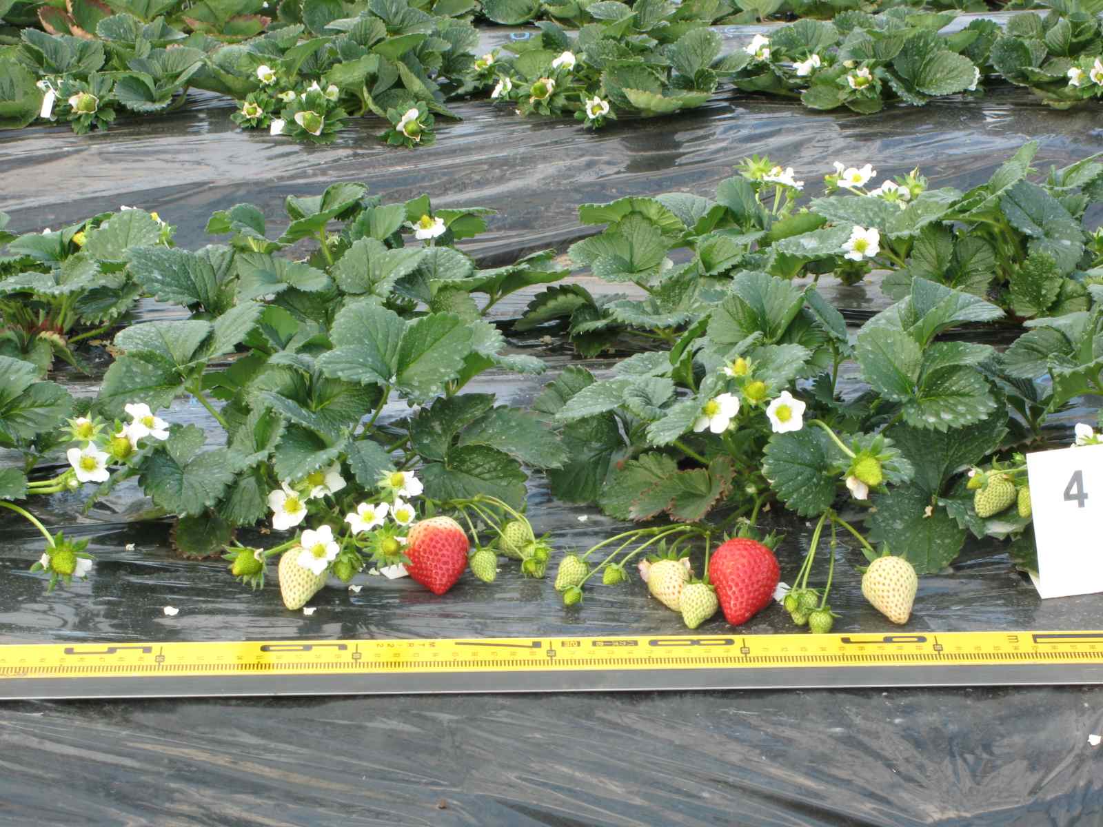 木イチゴ 品種登録迅速化総合電子化システム