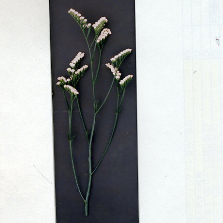 品種登録迅速化総合電子化システム