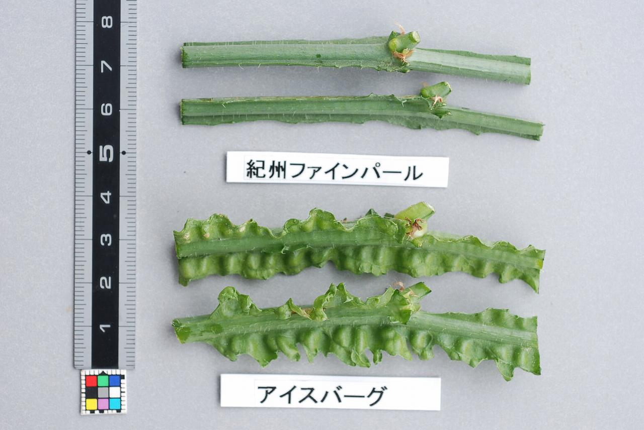 品種登録迅速化総合電子化システム