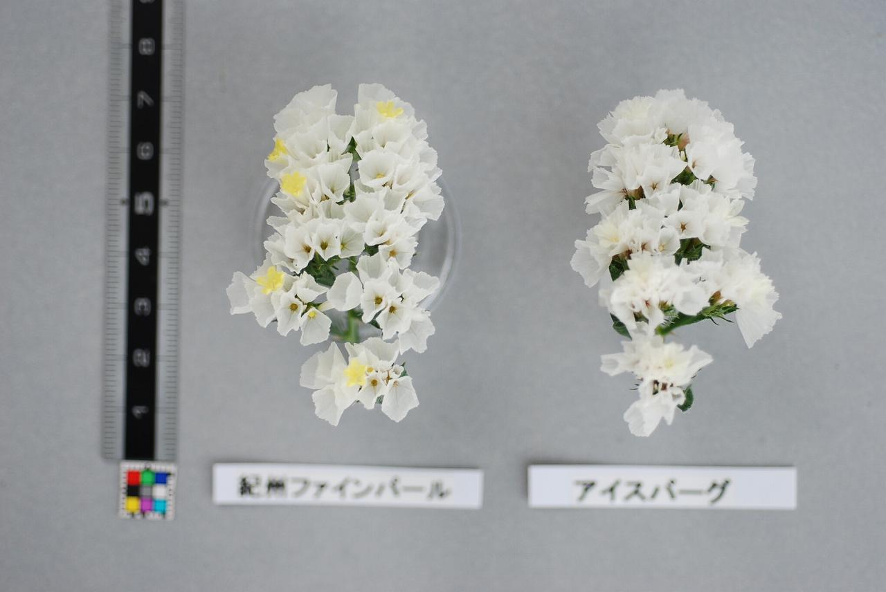 品種登録迅速化総合電子化システム