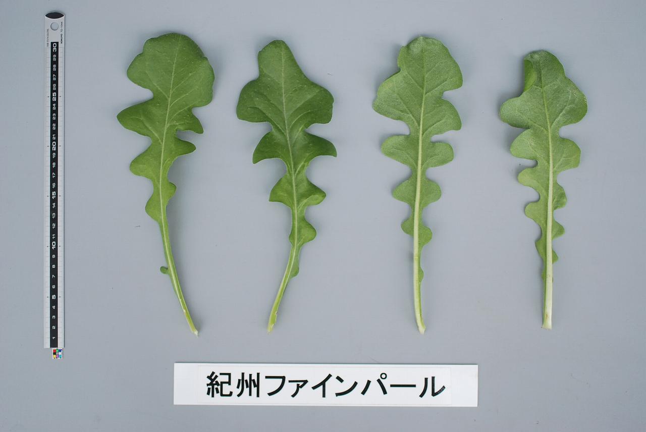 品種登録迅速化総合電子化システム