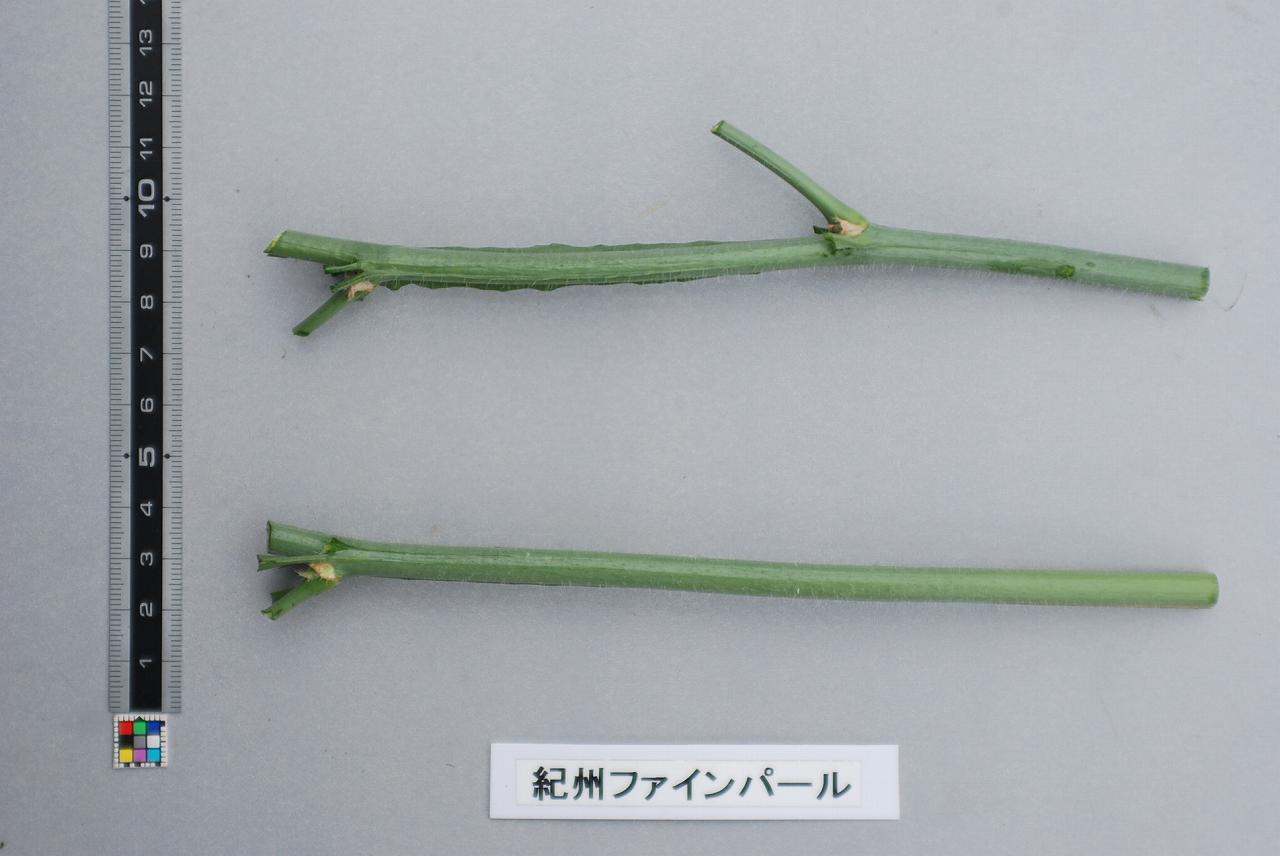 品種登録迅速化総合電子化システム