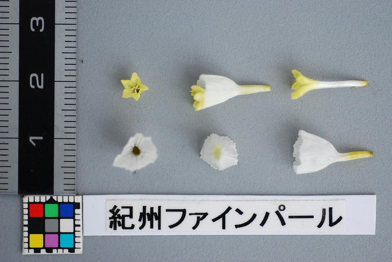 品種登録迅速化総合電子化システム
