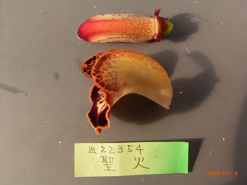 品種登録迅速化総合電子化システム