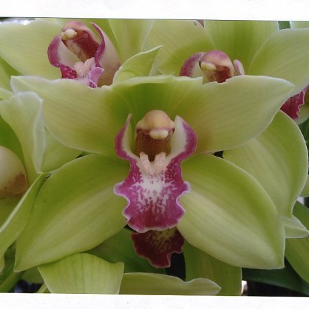 品種登録迅速化総合電子化システム