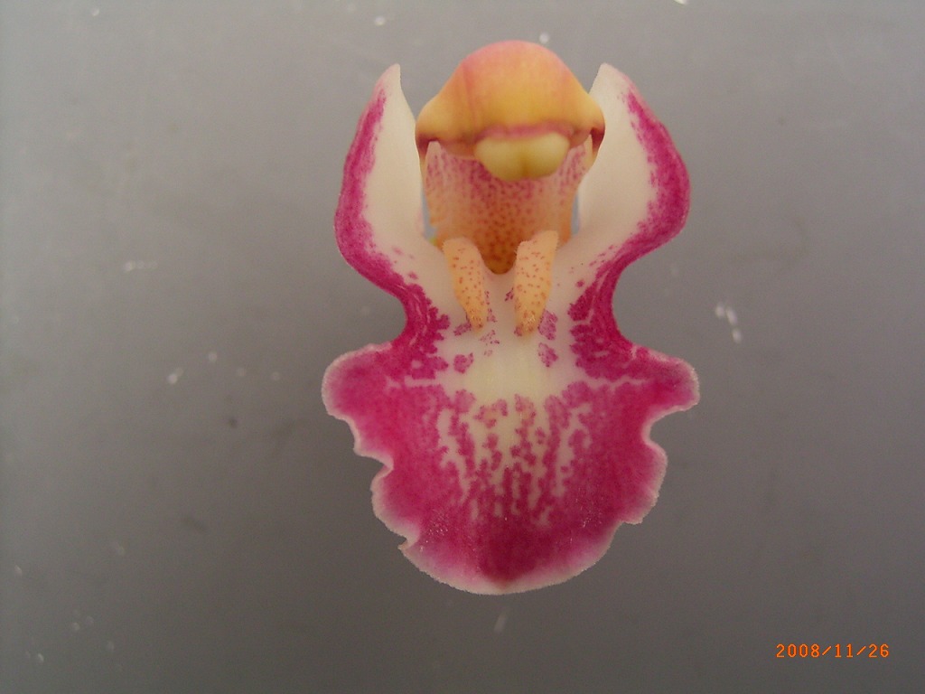 品種登録迅速化総合電子化システム