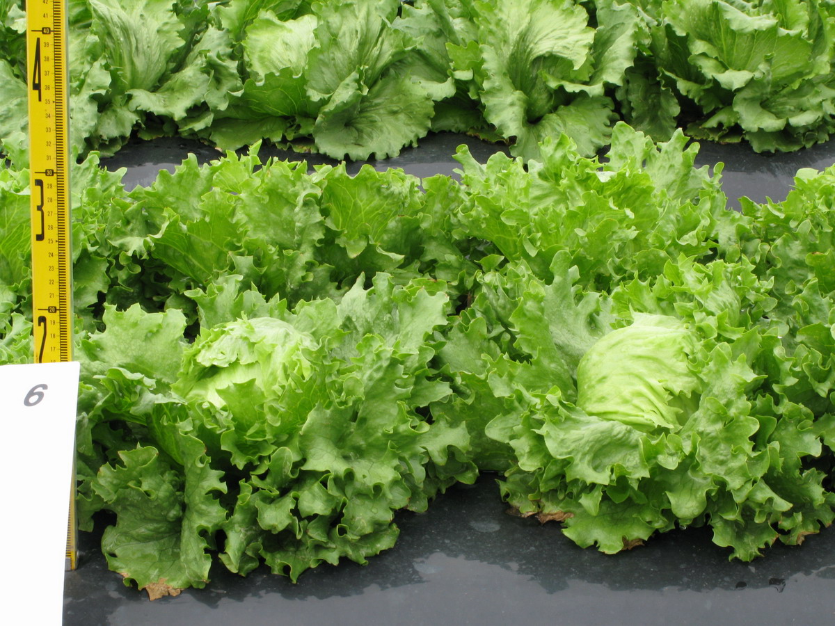 品種登録迅速化総合電子化システム