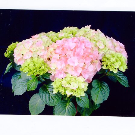 あじさいです 品種登録迅速化総合電子化システム