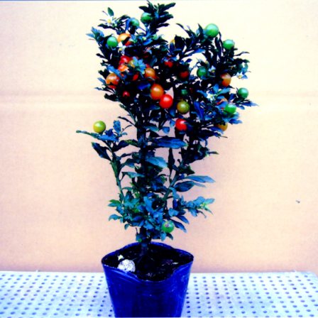 品種登録迅速化総合電子化システム