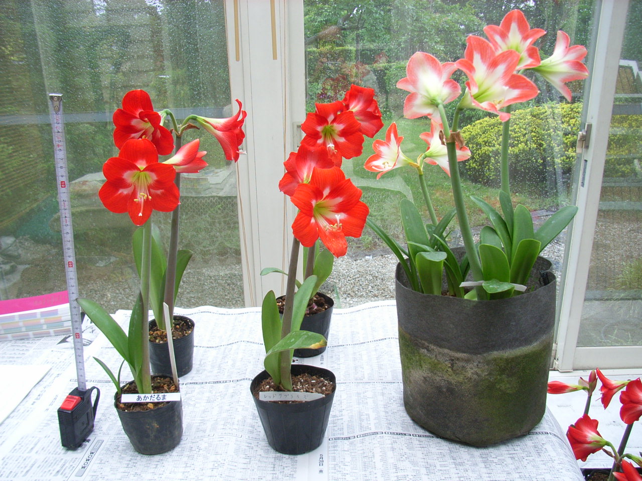 品種登録迅速化総合電子化システム