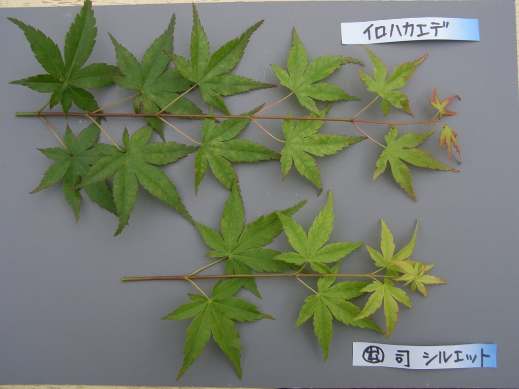 新品 鍔 鹿と紅葉 NT－79 まる