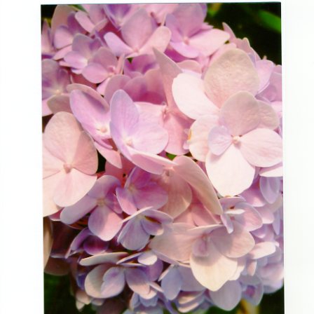 品種登録迅速化総合電子化システム