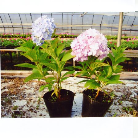 品種登録迅速化総合電子化システム