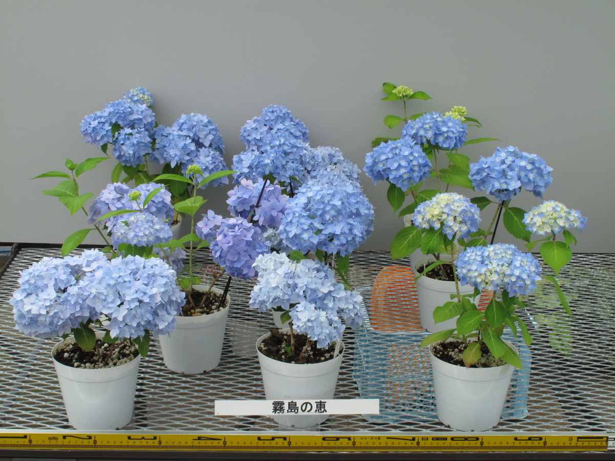 品種登録迅速化総合電子化システム