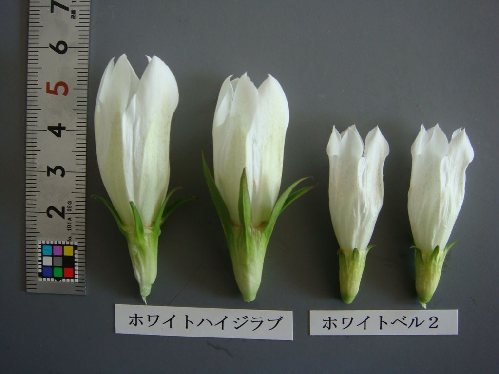 品種登録迅速化総合電子化システム