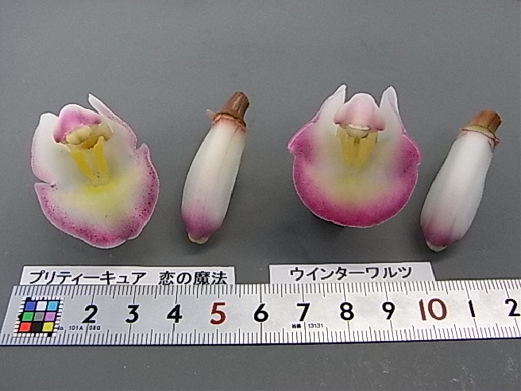 Nao　パステ交配、プチドール原種系　株分２種類 内藤熊八作 ボストンフレーム クラウンパント コンビネーション N-054