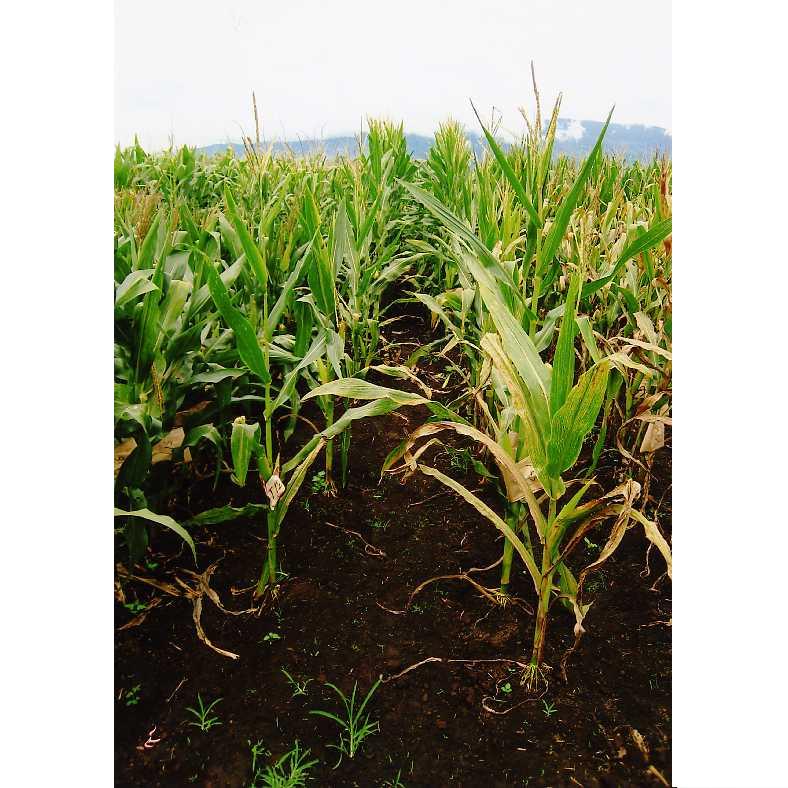 品種登録迅速化総合電子化システム